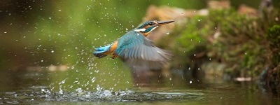 photographie d'un martin-pêcheur sortant de l'eau